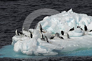 Penguins on ice floe photo