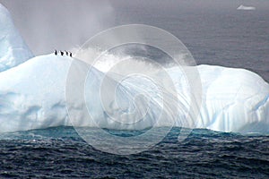 Penguins on iceberg