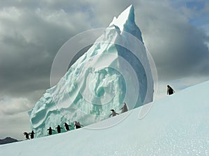 Penguins on iceberg