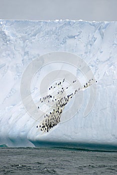 Penguins on Iceberg