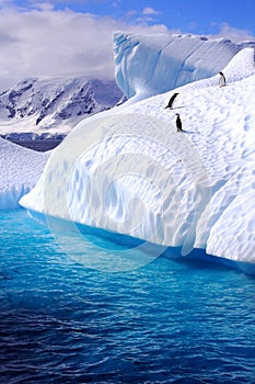 Penguins on an iceberg