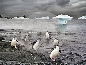 Penguins and iceberg in Antarctica