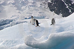 Penguins on iceberg in Antarctica