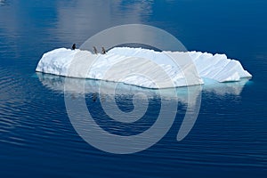 Penguins on iceberg in dark blue Southern Ocean, Antarctica. Beautiful riffled iceberg with three gentoo penguins on it.