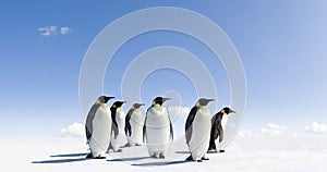 Penguins on icy landscape