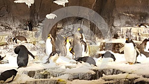 Penguins inside Disney world