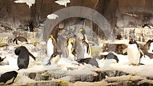 Penguins inside Disney world photo