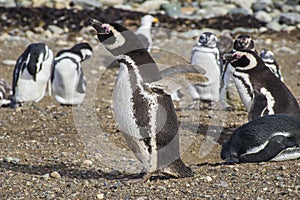 Penguins inside Saint Magdalena Island, Patagonia