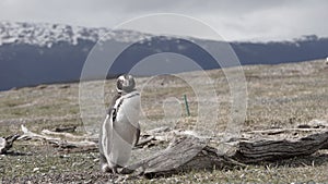 Penguins at Isla Martillo, Beagle Channel Ushuaia Patagonia Tierra del Fuego Argentina