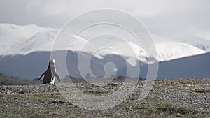 Penguins at Isla Martillo, Beagle Channel Ushuaia Patagonia Tierra del Fuego Argentina photo