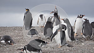 Penguins at Isla Martillo, Beagle Channel Ushuaia Patagonia Tierra del Fuego Argentina photo