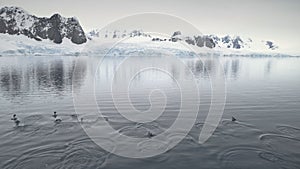 Penguins jumping in Antarctica ocean. Aerial shot.