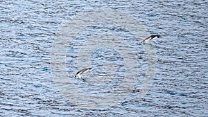 Penguins jumping out of the sea in Antarctica near Paulet Island. Adelie penguins coming out of the water in Antarctica.