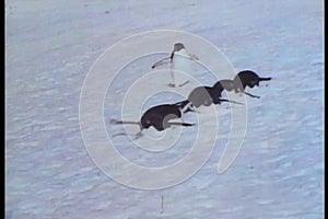 Penguins jumping from water and slipping on snow and ice