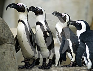 Penguins in a Line