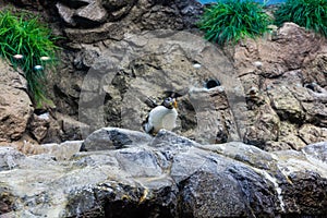 Penguins in Loro Park (Loro Parque). Loro Park is one of the most famous parks in Europe, Tenerife, Canary