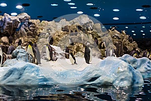 Penguins in Loro Park (Loro Parque). Loro Park is one of the most famous parks in Europe, Tenerife, Canary Islands.