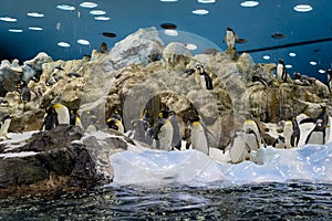 Penguins in Loro Parque in Puerto de la Cruz, Tenerife, Spain photo