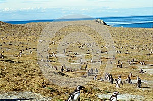 Penguins on Magdalena Island, Chile