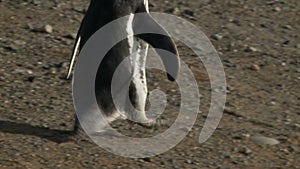 Penguins on Magdalena Island Chile