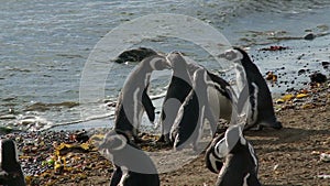 Penguins on Magdalena Island Chile