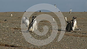 Penguins on Magdalena Island Chile