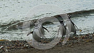 Penguins on Magdalena Island Chile