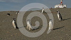 Penguins on Magdalena Island Chile