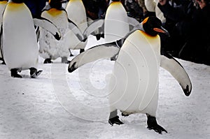 Penguins march