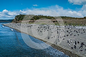 Penguins in Martillo island photo