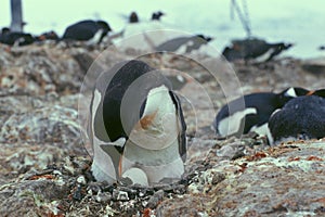 Penguins nest.