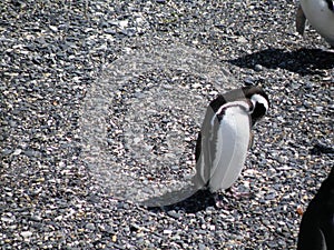 Penguin resting and chequing on its feathers