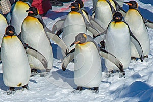 Penguins parade by outdoor walking exercise