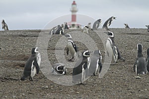 Penguins in Patagonia