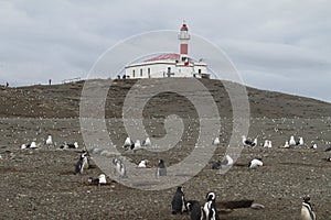 Penguins in Patagonia