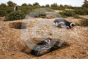 Penguins in Patagonia Peninsula de valdes Argentina, Magellanic Penguin