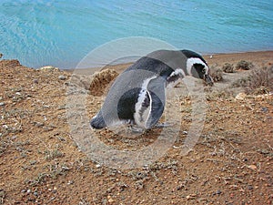Penguins of Peninsula Valdes, Puerto Madryn