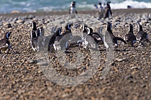 Penguins in the pinguinera Faro Cabo Virgenes, Argentina