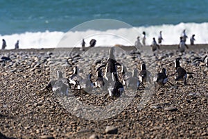 Penguins in the pinguinera Faro Cabo Virgenes, Argentina