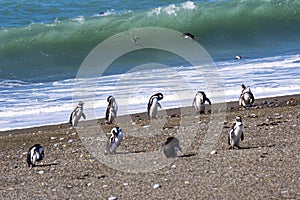 Penguins in the pinguinera Faro Cabo Virgenes, Argentina