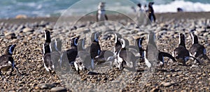 Penguins in the pinguinera Faro Cabo Virgenes, Argentina