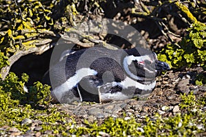 Penguins in the pinguinera Faro Cabo Virgenes, Argentina photo