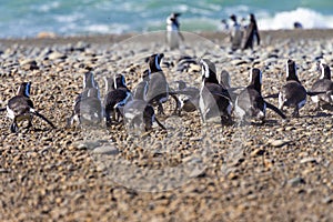 Penguins in the pinguinera Faro Cabo Virgenes, Argentina photo