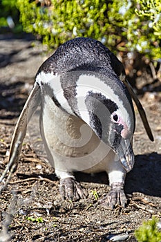 Penguins in the pinguinera Faro Cabo Virgenes, Argentina photo