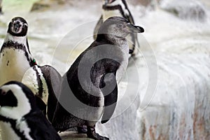 penguins play on an ice floe