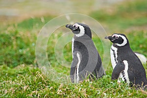 Penguins in Punta Arenas