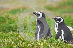 Penguins in Punta Arenas photo