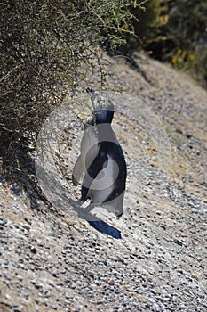 Penguins in Punta Tombo, Chubut, Argentina.