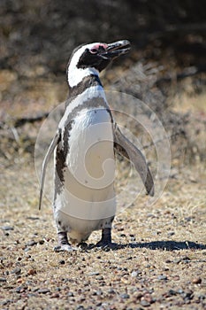 Penguins in Punta Tombo, Chubut, Argentina.