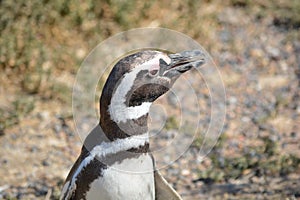 Penguins in Punta Tombo, Chubut, Argentina.